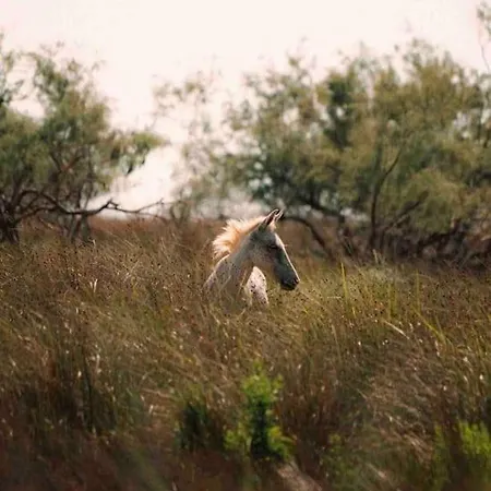 Biku's In Rrjoll Semesterbostad Baks-Rrjoll